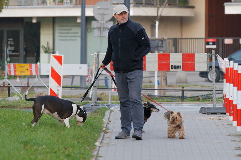 10 - A man walking three dogs on leashes on a sidewalk near construction barriers